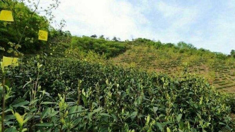 休闲农业政府补贴政策：最新动态与解读