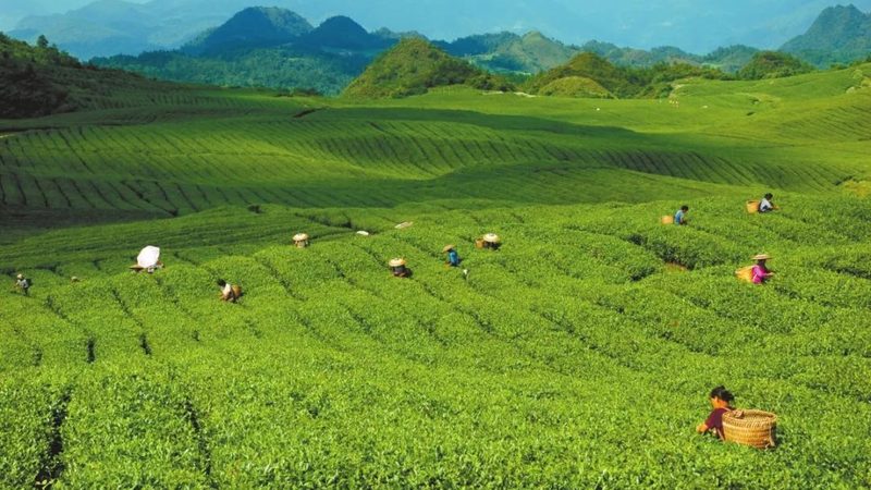 南方草莓种植基地排名解析：揭秘优质基地的评选标准