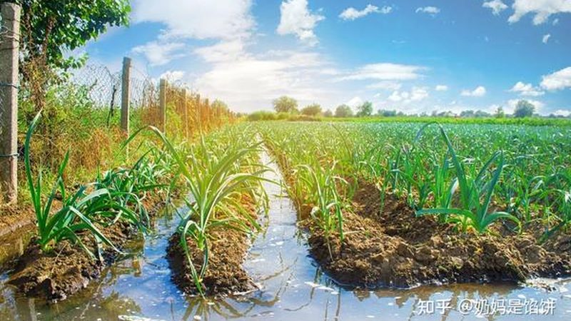 粮食种子批发，如何避免陷入价格陷阱？**