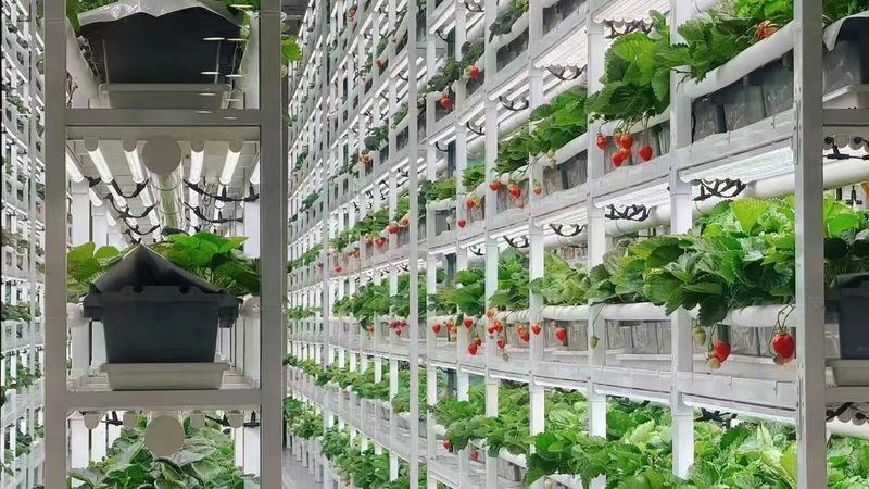 农资短视频矩阵获客模式